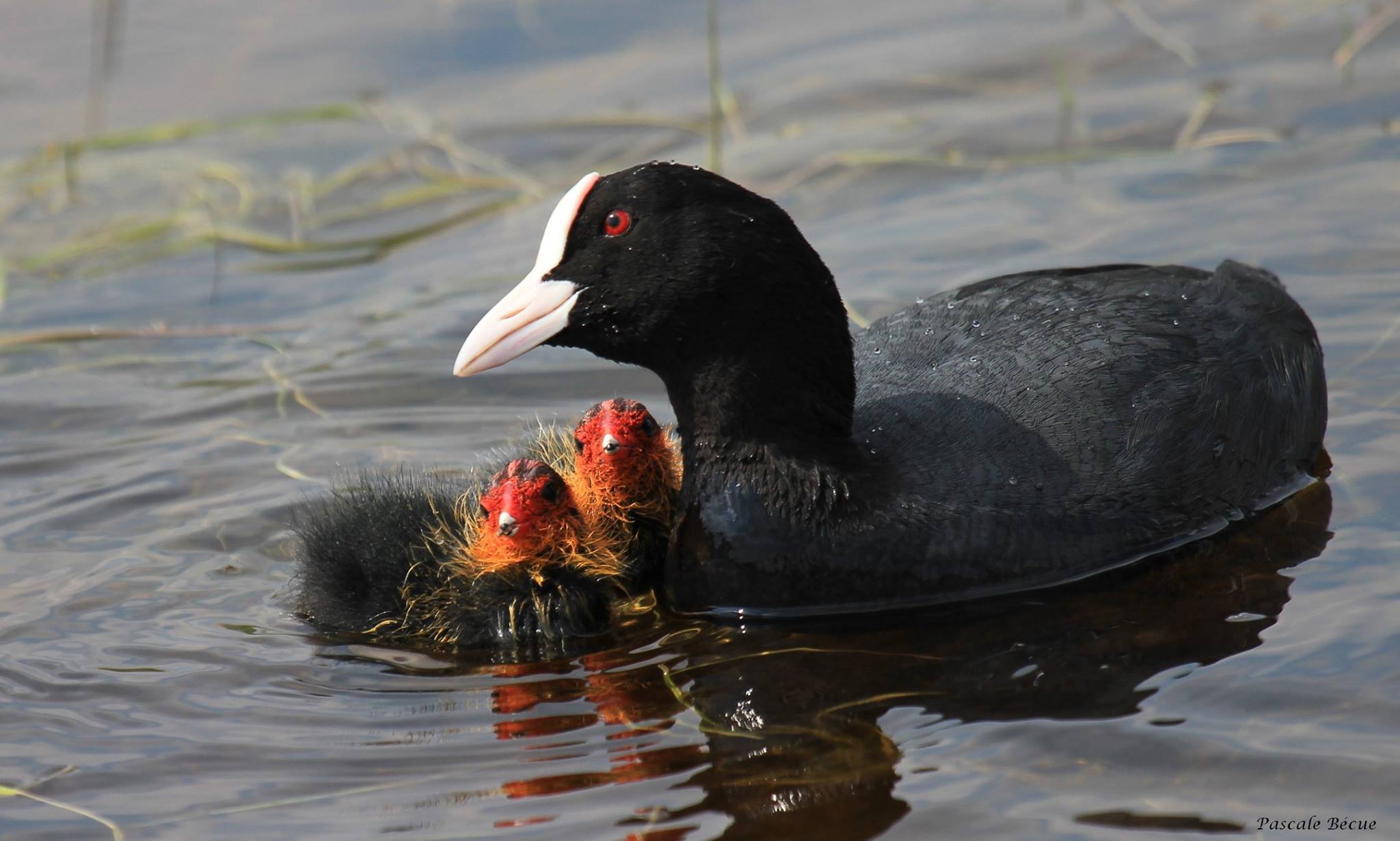 Grandir chez les oiseaux – de l’œuf à l’envol